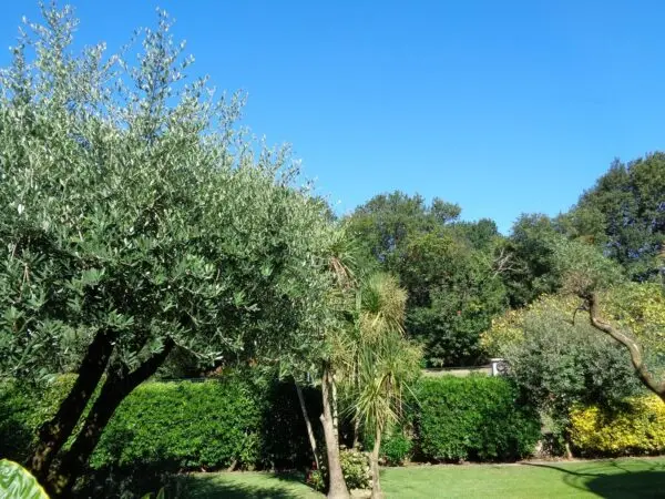 Villa via, Montignoso