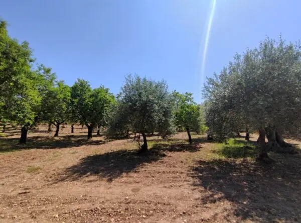 Rustico/Casale via Contrada Volpiglia Snc, Noto