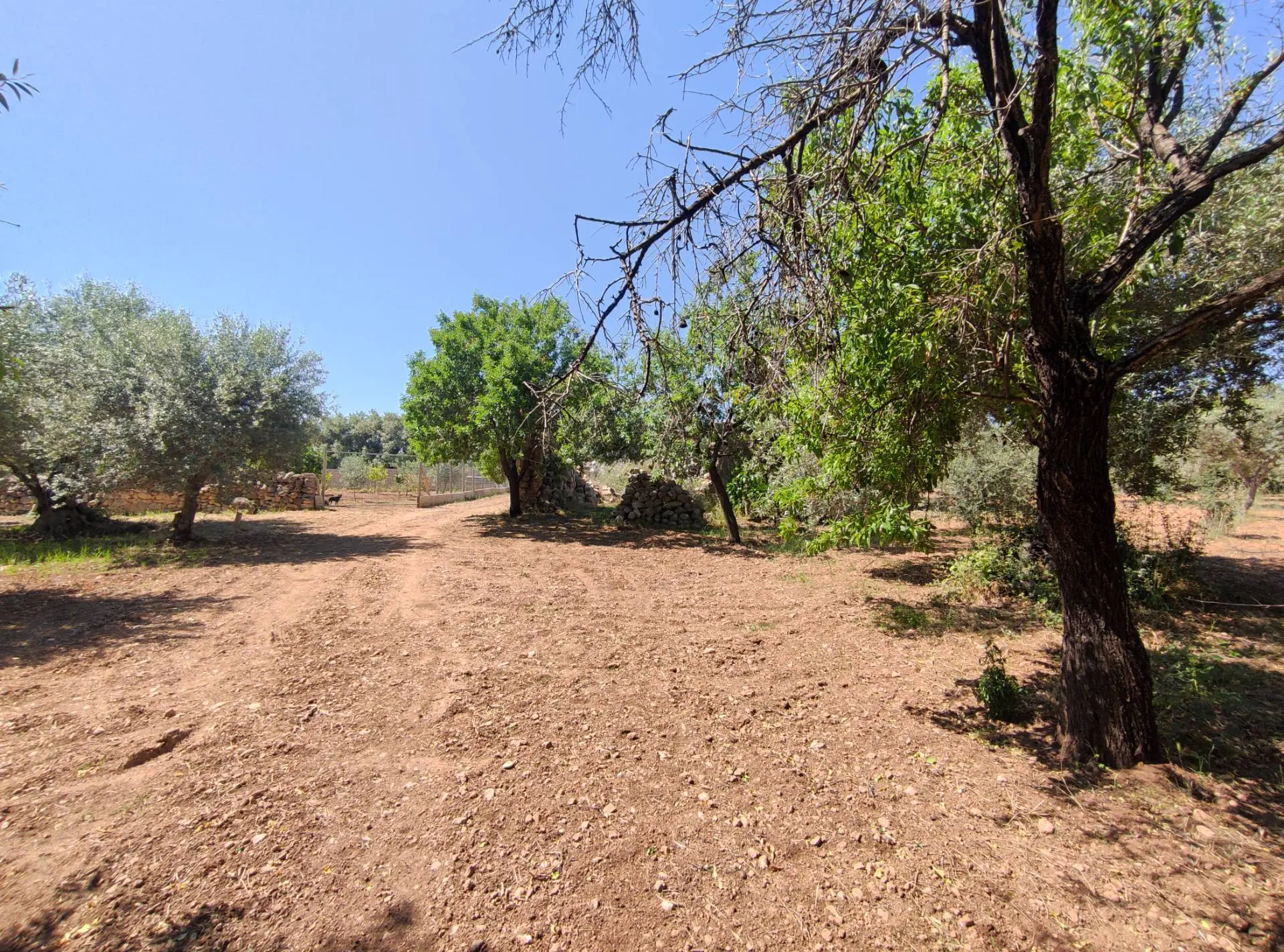 Immagine per Rustico/Casale in vendita a Noto Contrada Volpiglia snc