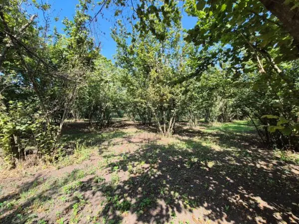 Terreno Agricolo via Contrada Perni, Massa Di Somma