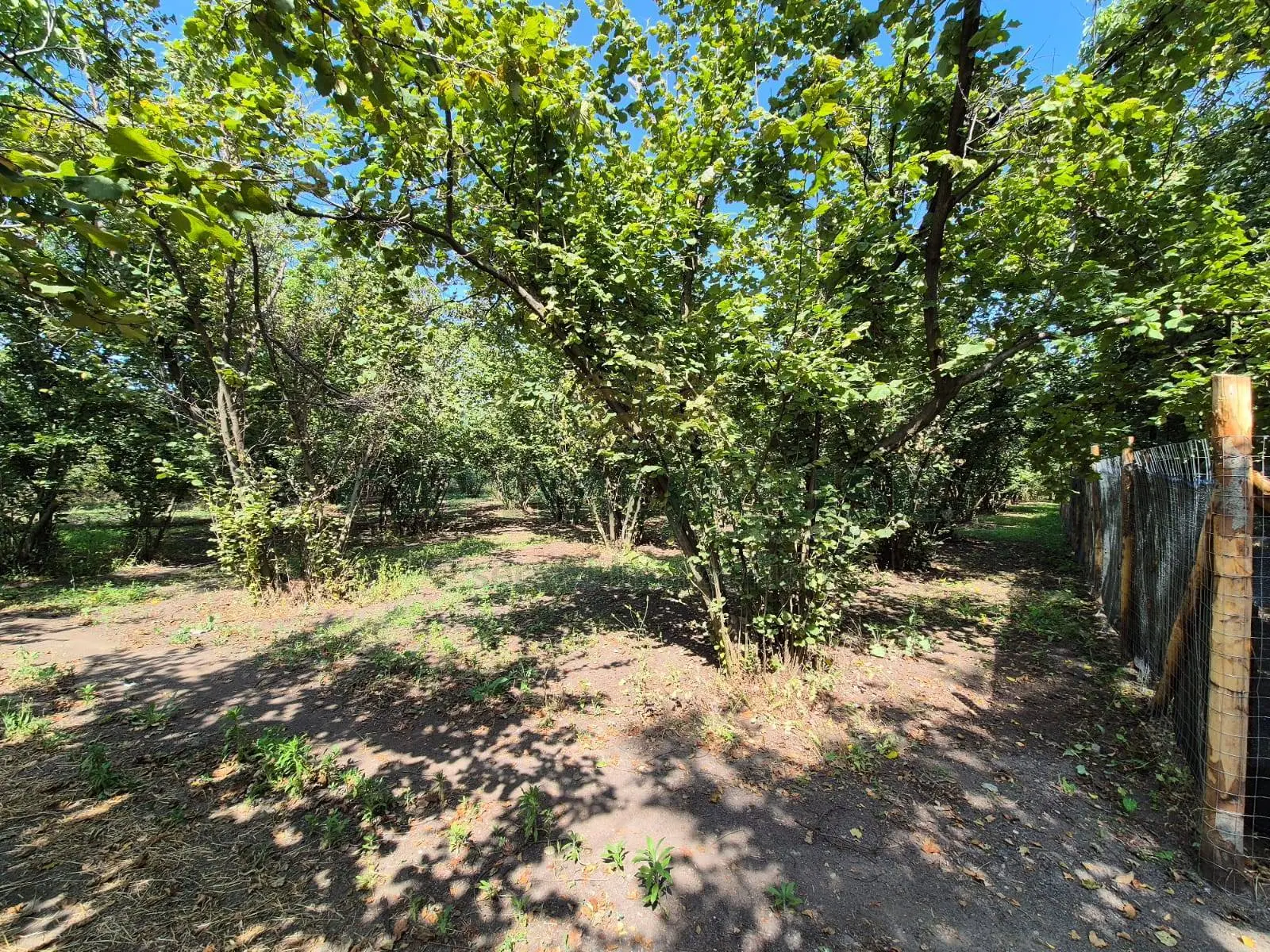 Immagine per Terreno Agricolo in vendita a Massa di Somma contrada perni 