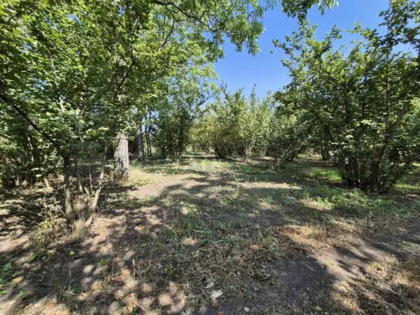 Terreno Agricolo via Contrada Perni, Massa Di Somma