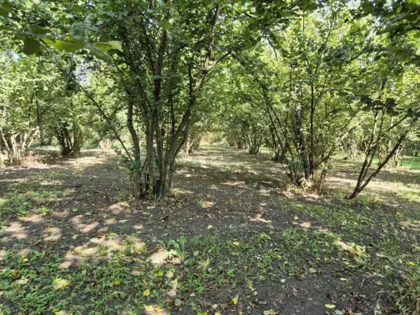 Terreno Agricolo via Contrada Perni, Massa Di Somma