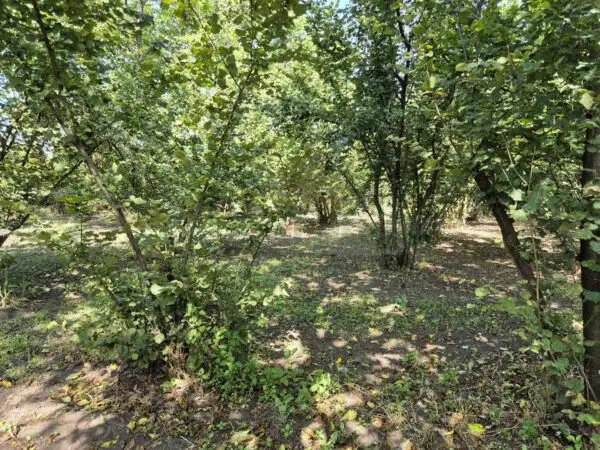 Terreno Agricolo via Contrada Perni, Massa Di Somma