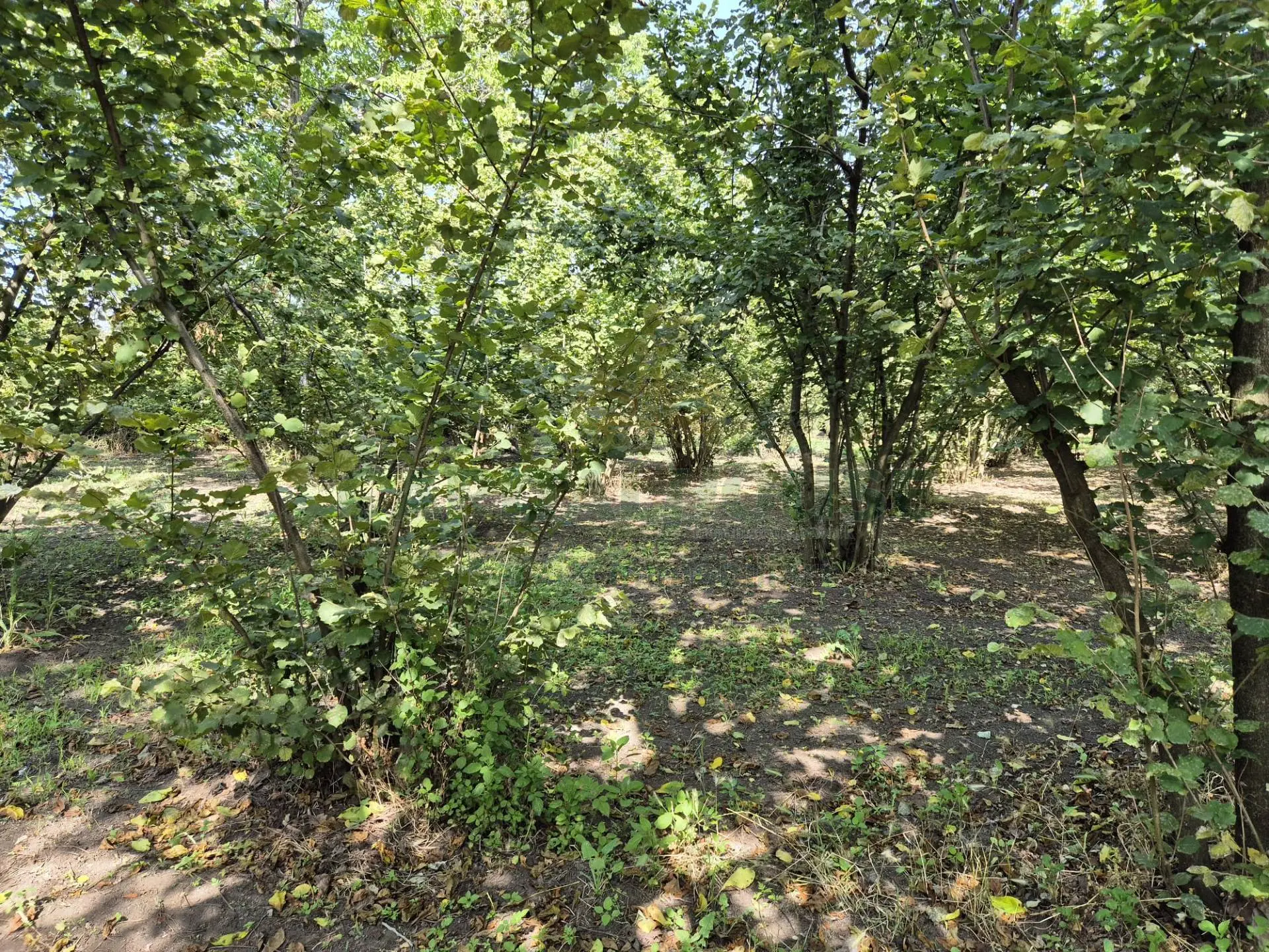 Immagine per Terreno Agricolo in vendita a Massa di Somma contrada perni 