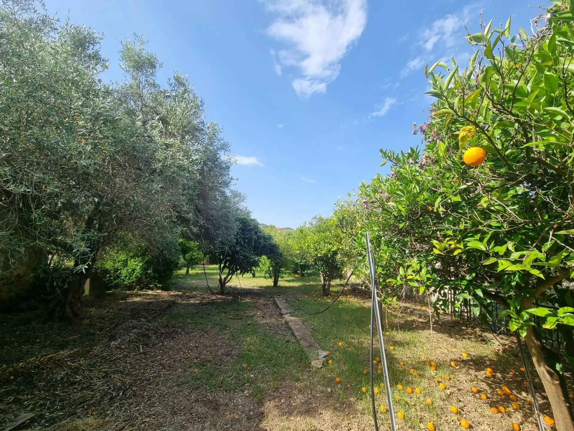 Immagine per Casa indipendente in vendita a Villaspeciosa Via San Pietro 
