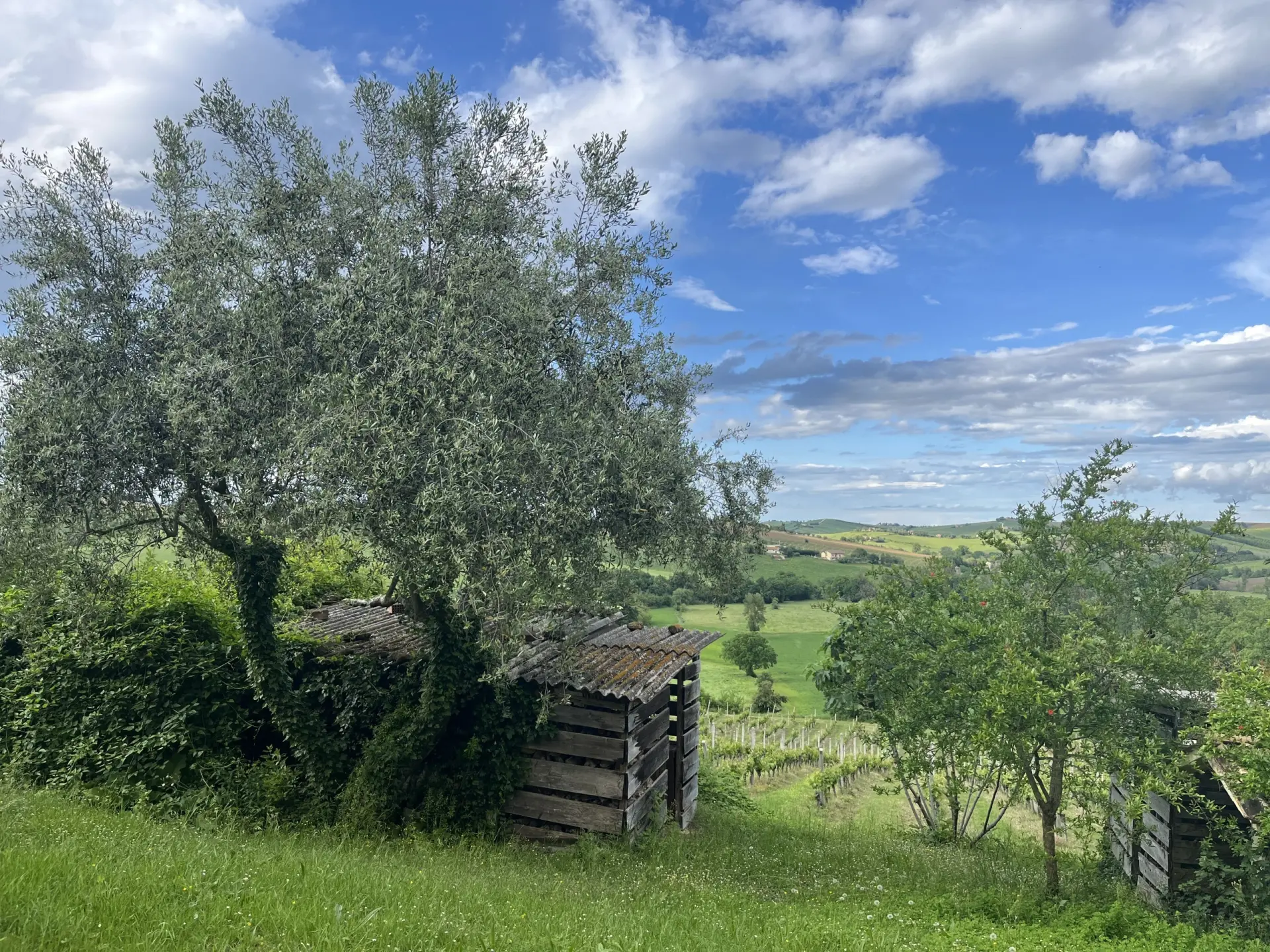 Immagine per Villa trifamiliare in vendita a Montecarotto via Contrada Colle