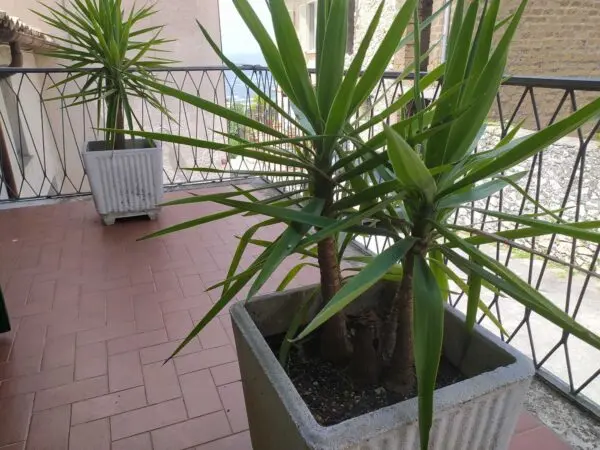 Villa Bifamiliare piazza Panfili, Guardea