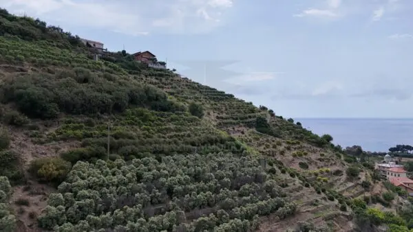 Vigneto via Anacleto Hughes 22/a, Ventimiglia