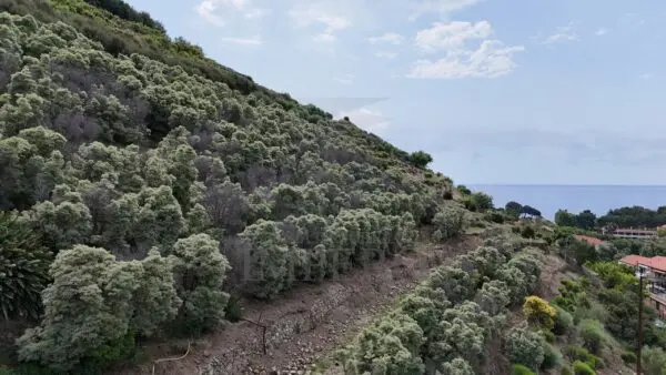 Vigneto via Anacleto Hughes 22/a, Ventimiglia