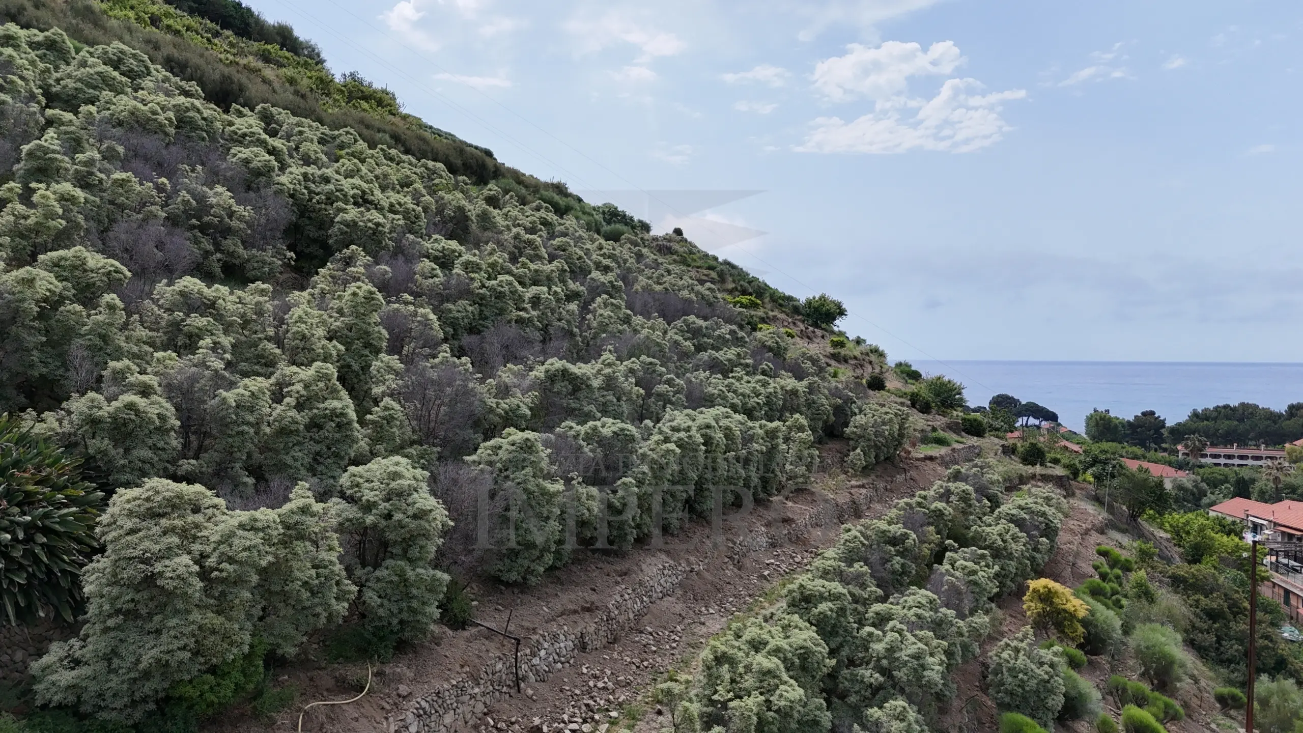 Immagine per Vigneto in vendita a Ventimiglia via Anacleto Hughes 22/A