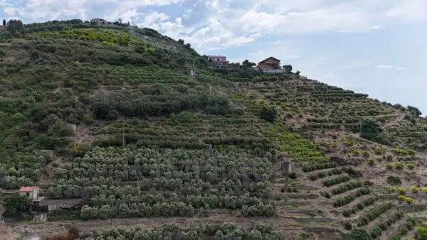 Vigneto via Anacleto Hughes 22/a, Ventimiglia