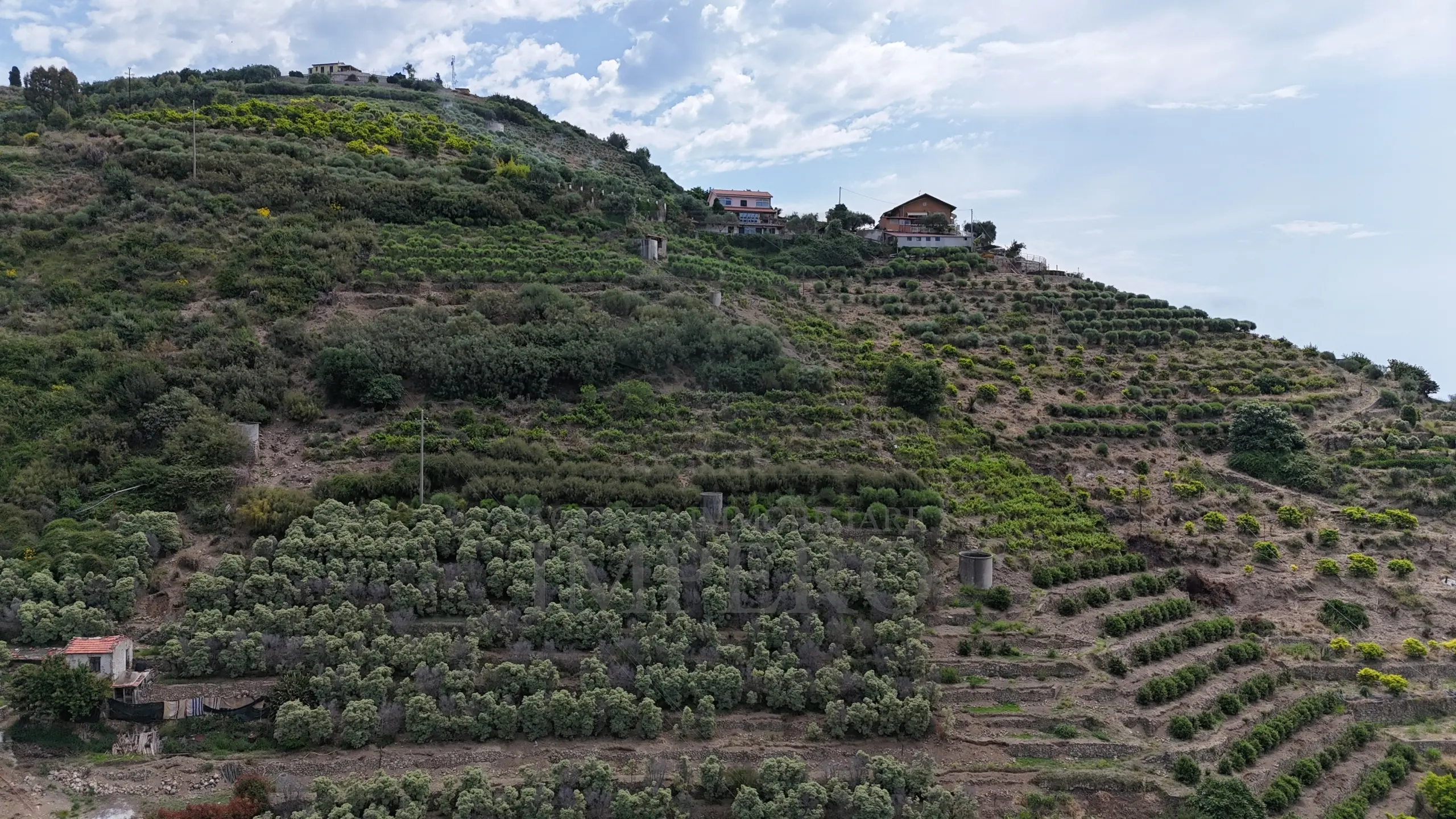 Immagine per Vigneto in vendita a Ventimiglia via Anacleto Hughes 22/A