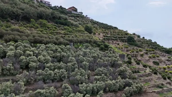 Vigneto via Anacleto Hughes 22/a, Ventimiglia
