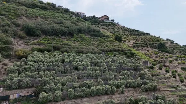 Vigneto via Anacleto Hughes 22/a, Ventimiglia