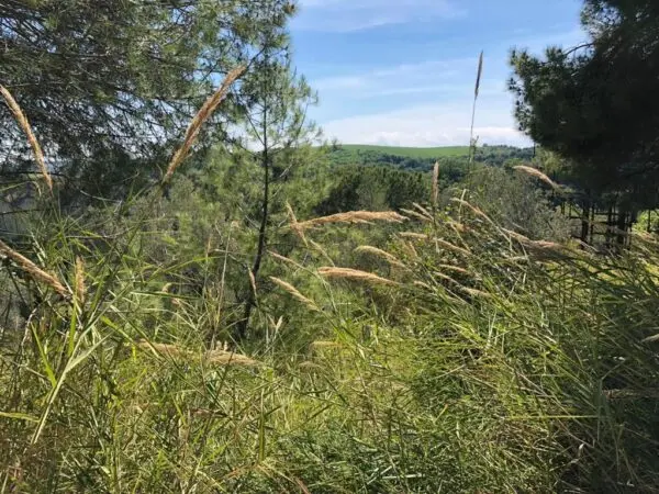 Immagine per Industriale in vendita a Grottammare strada Comunale Montesecco