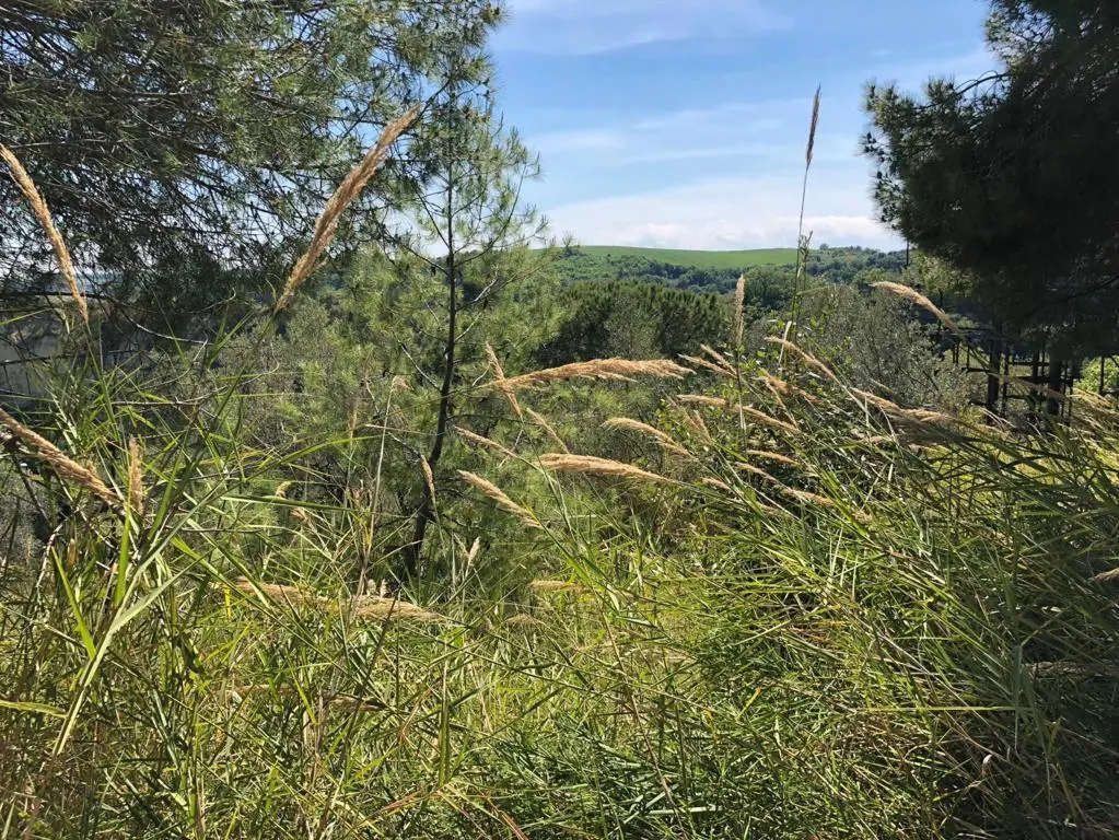 Immagine per Industriale in vendita a Grottammare strada Comunale Montesecco