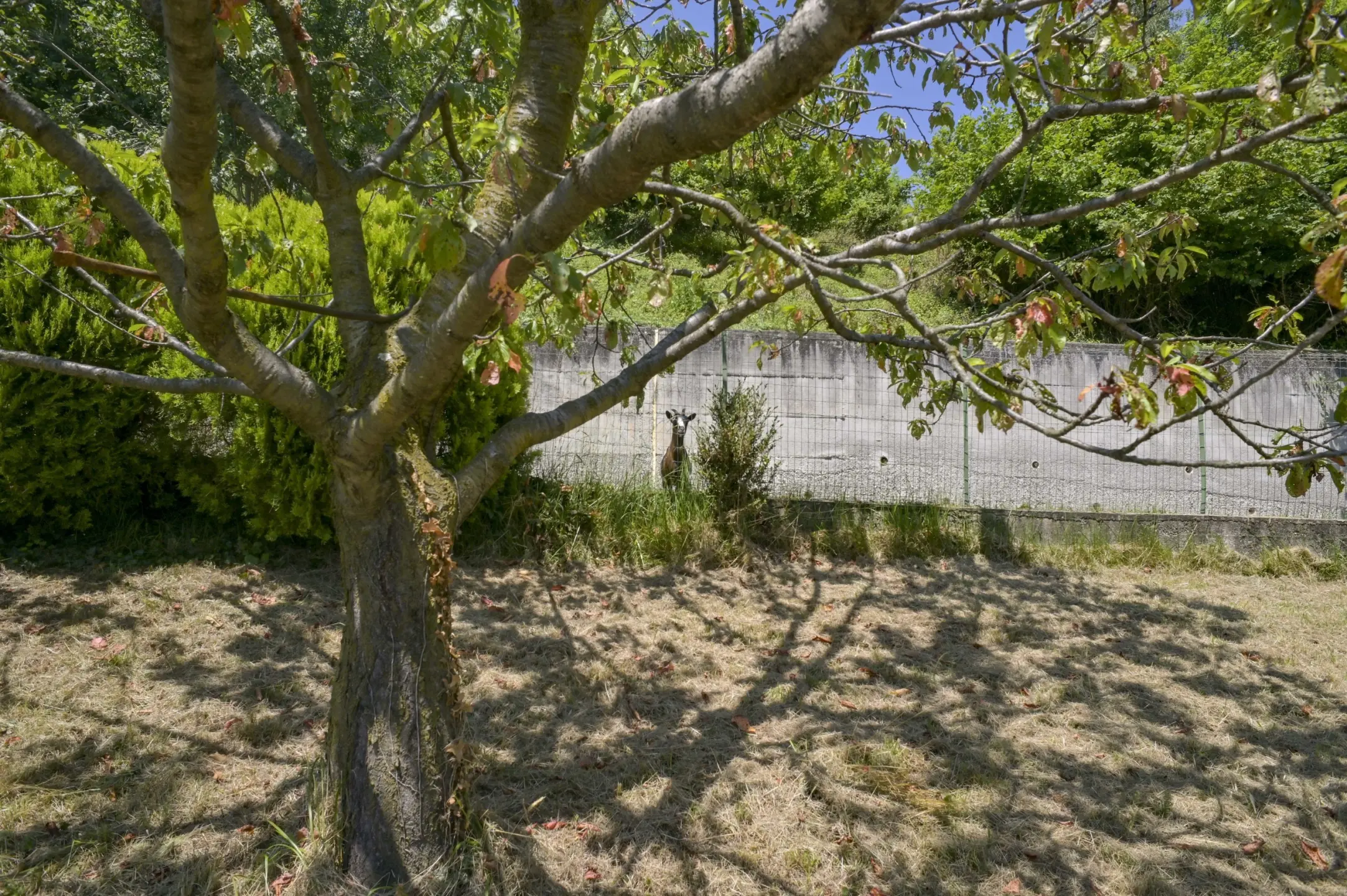 Immagine per Villa in vendita a Borgiallo via Luinengo Cossi 61