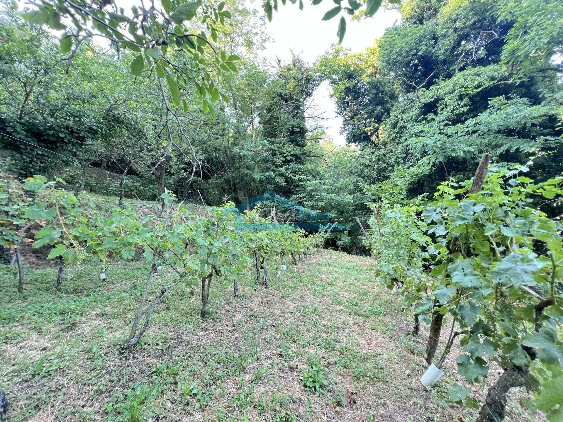 Immagine per Uliveto in vendita a Adro via Castello 7
