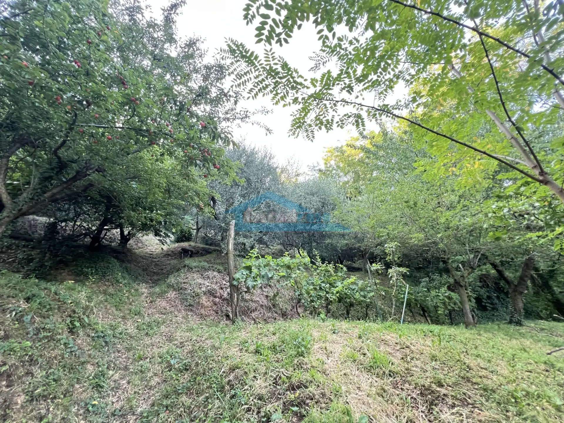 Immagine per Uliveto in vendita a Adro via Castello 7