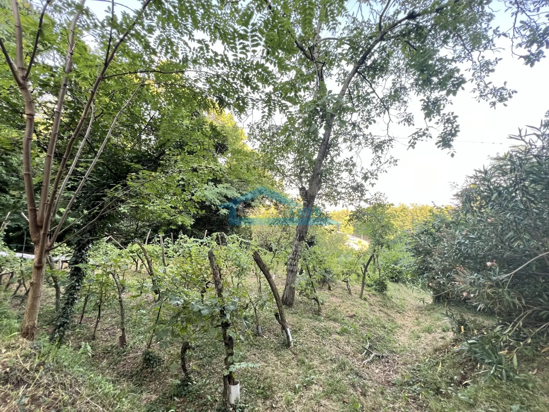 Immagine per Uliveto in vendita a Adro via Castello 7