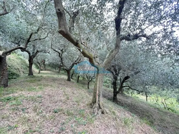 Uliveto via Castello 7, Adro