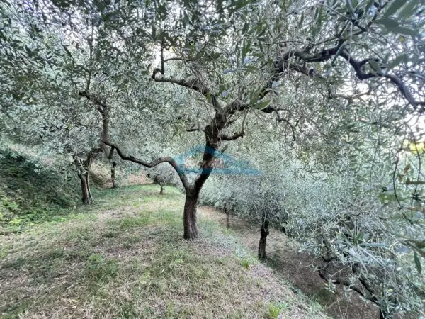 Uliveto via Castello 7, Adro