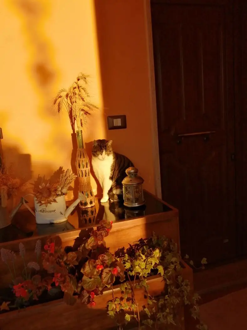Immagine per Villa in vendita a Narni