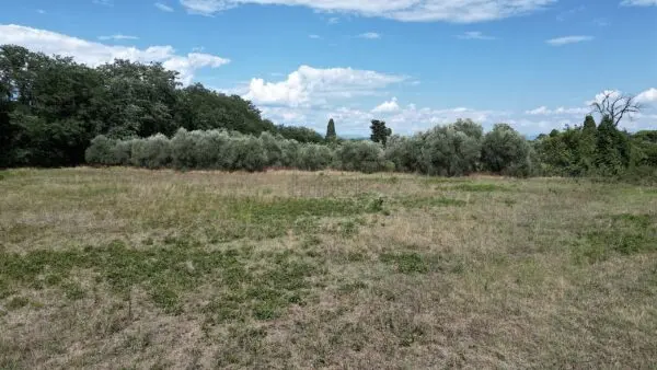 Casale 529, Lucca