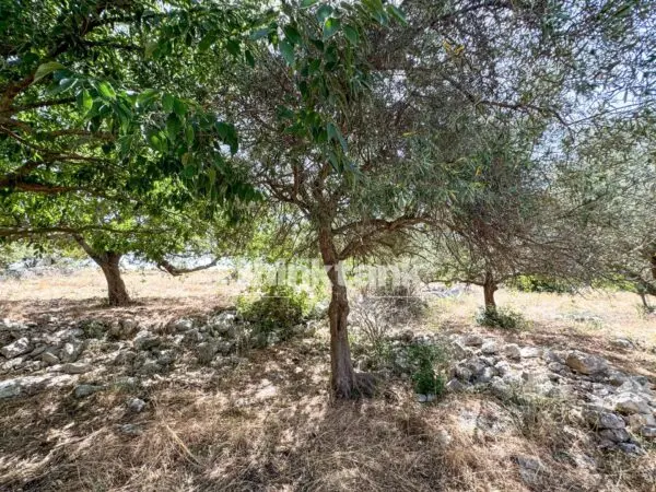 Terreno Agricolo strada Statale 124, Priolo Gargallo