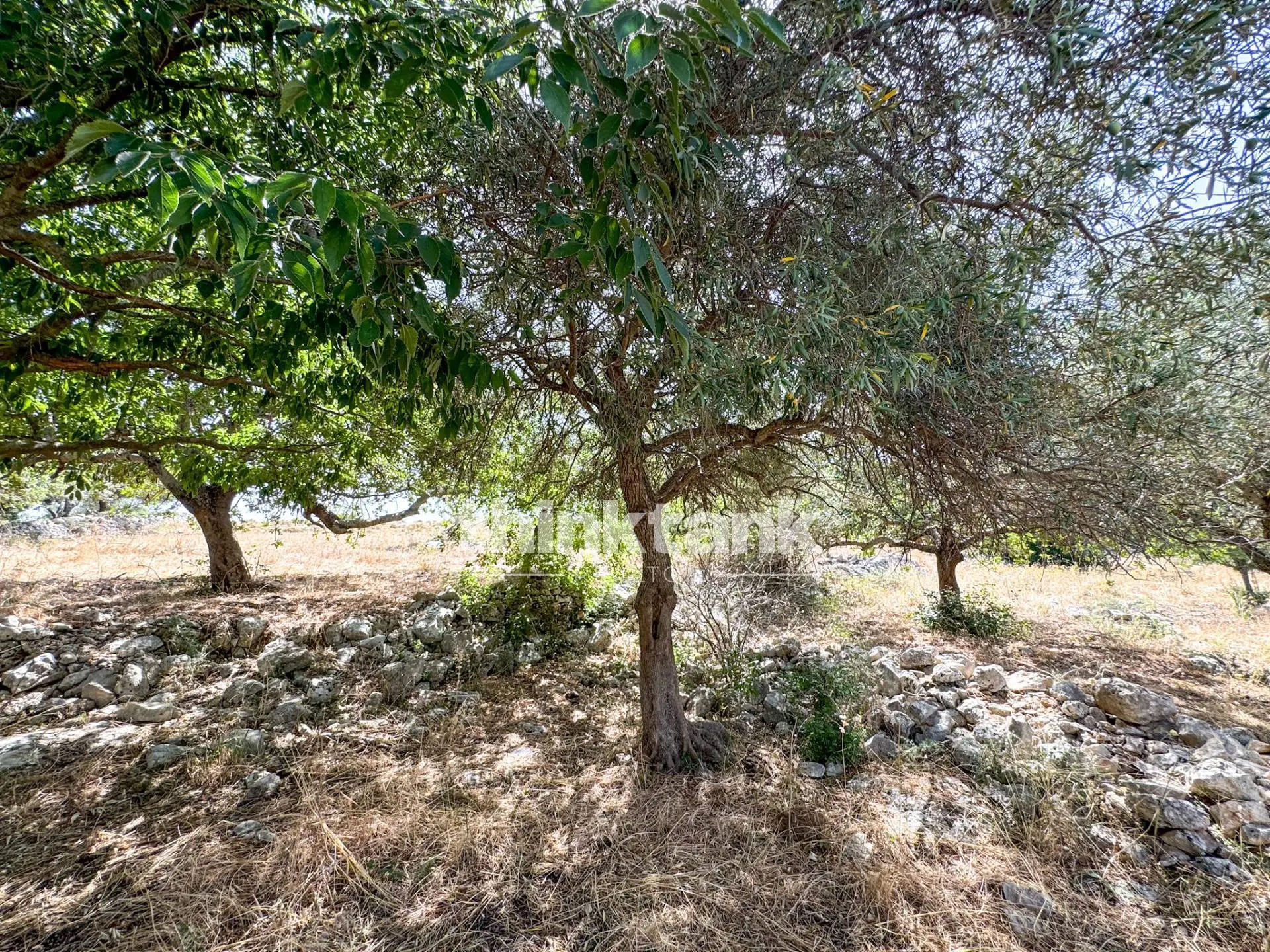 Immagine per Terreno Agricolo in vendita a Priolo Gargallo Strada Statale 124 