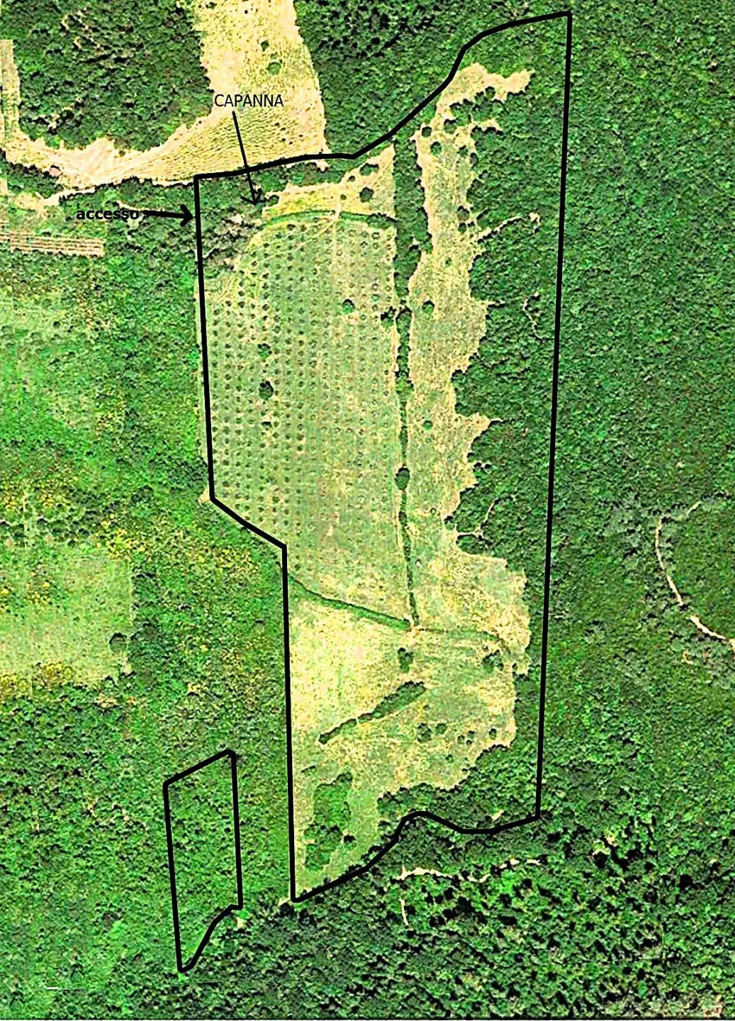 Immagine per Uliveto in vendita a Rosignano Marittimo via Località Di Popogna La Concezione 35