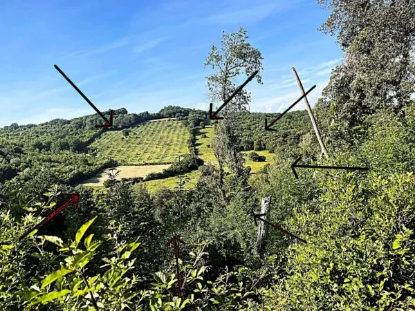 Uliveto via Località Di Popogna La Concezione 35, Rosignano Marittimo