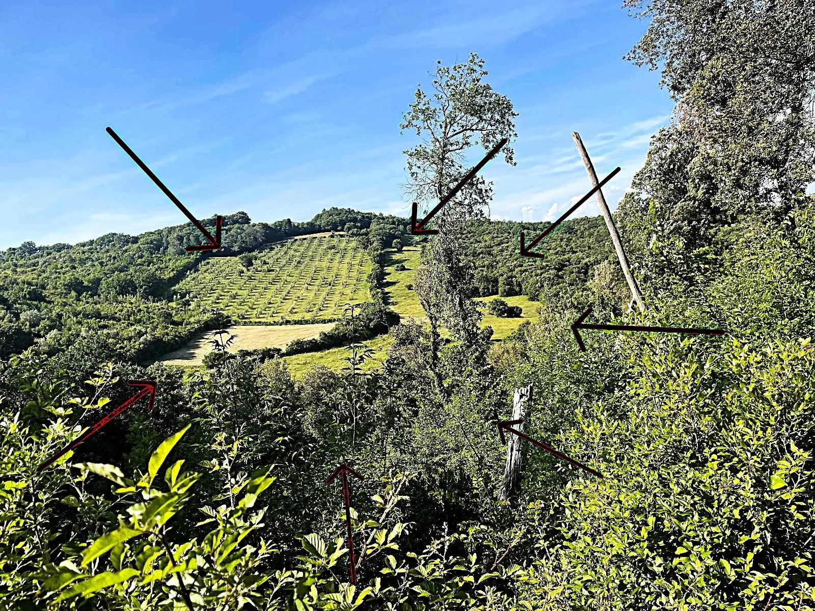 Immagine per Uliveto in vendita a Rosignano Marittimo via Località Di Popogna La Concezione 35