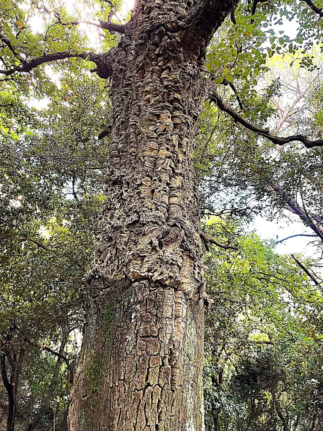 Immagine per Uliveto in vendita a Rosignano Marittimo via Località Di Popogna La Concezione 35