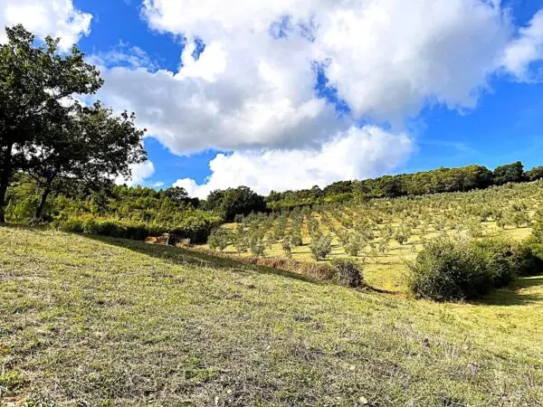 Uliveto via Località Di Popogna La Concezione 35, Rosignano Marittimo