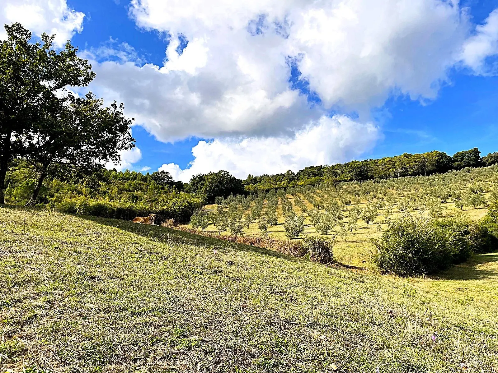 Immagine per Uliveto in vendita a Rosignano Marittimo via Località Di Popogna La Concezione 35