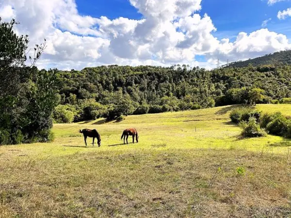 Uliveto via Località Di Popogna La Concezione 35, Rosignano Marittimo