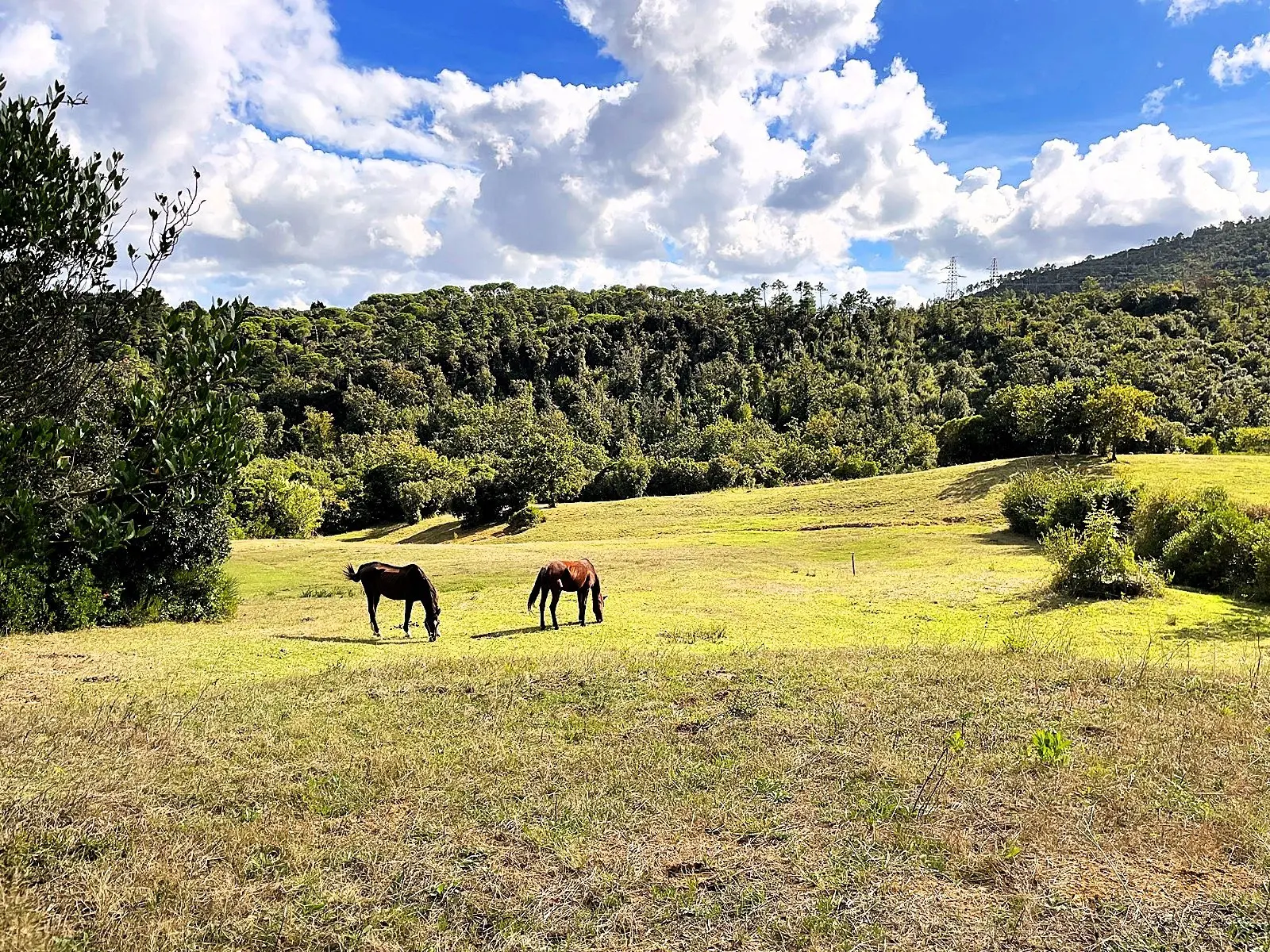 Immagine per Uliveto in vendita a Rosignano Marittimo via Località Di Popogna La Concezione 35