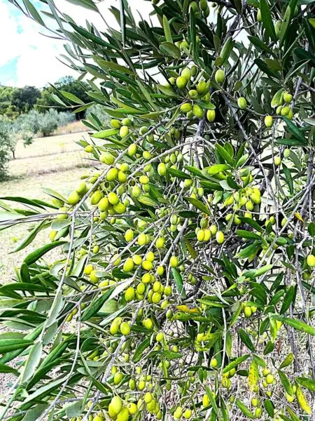Uliveto via Località Di Popogna La Concezione 35, Rosignano Marittimo