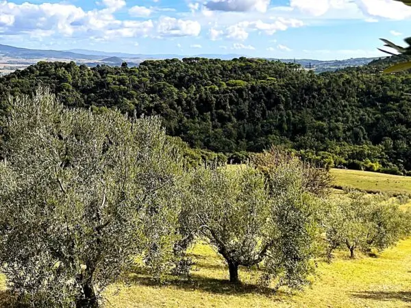 Uliveto via Località Di Popogna La Concezione 35, Rosignano Marittimo
