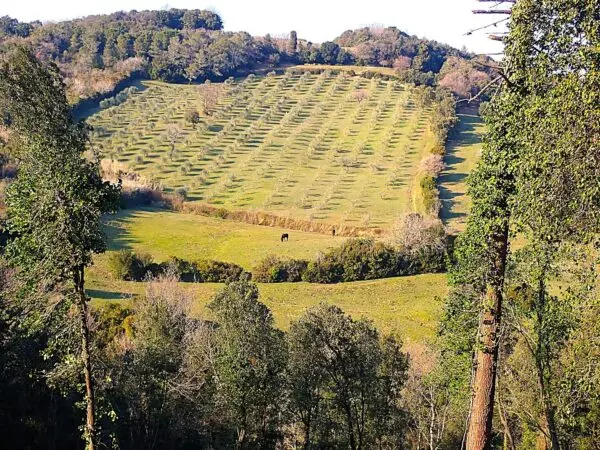 Uliveto via Località Di Popogna La Concezione 35, Rosignano Marittimo
