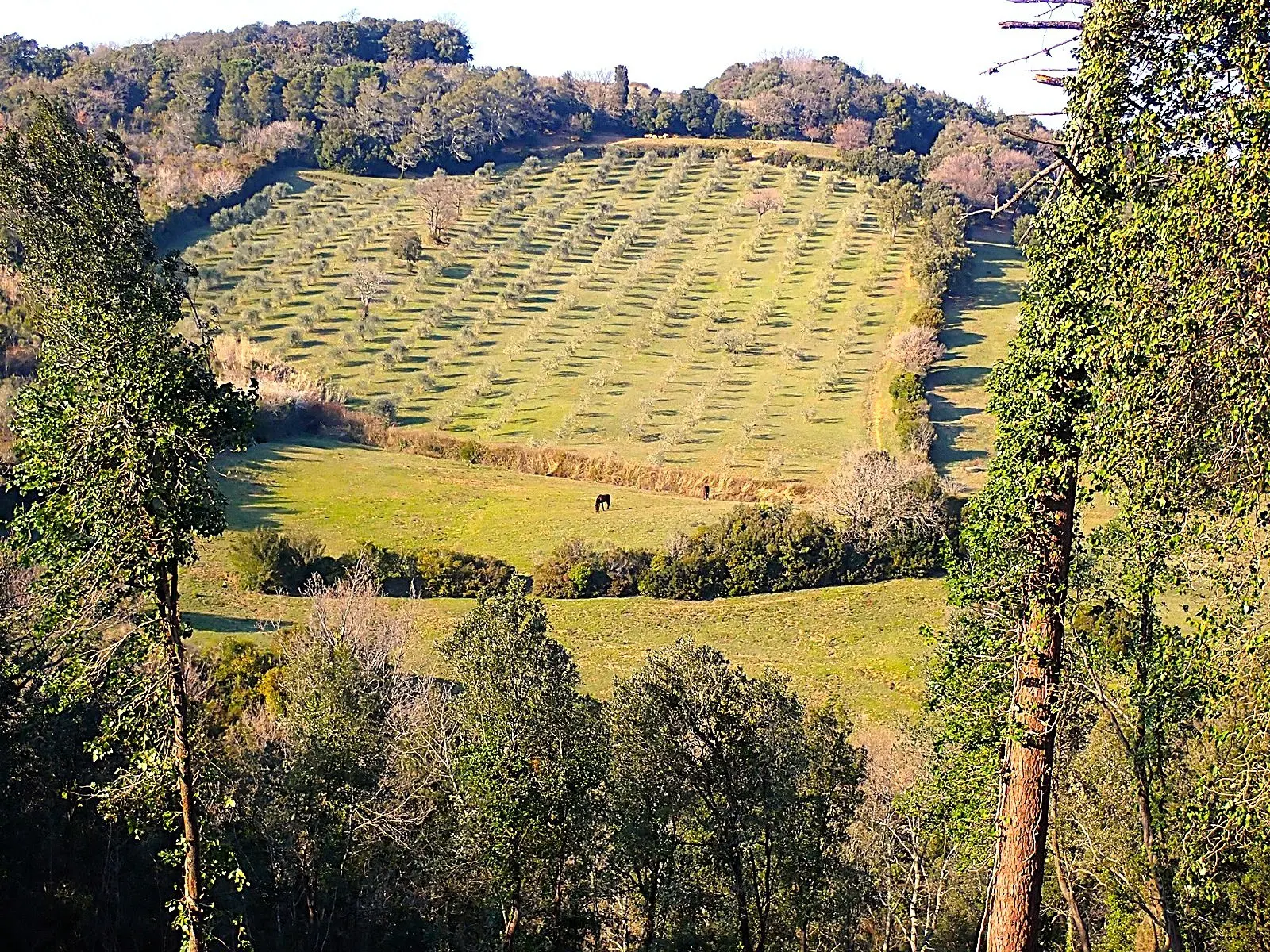 Immagine per Uliveto in vendita a Rosignano Marittimo via Località Di Popogna La Concezione 35