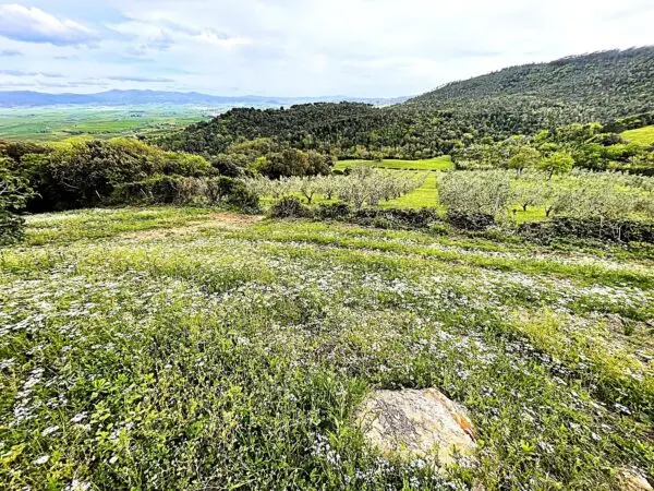 Uliveto via Località Di Popogna La Concezione 35, Rosignano Marittimo