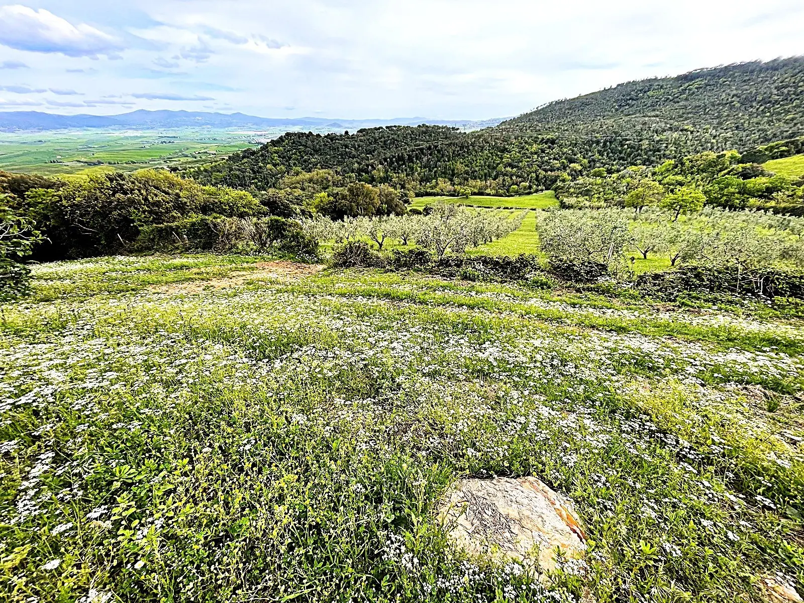 Immagine per Uliveto in vendita a Rosignano Marittimo via Località Di Popogna La Concezione 35