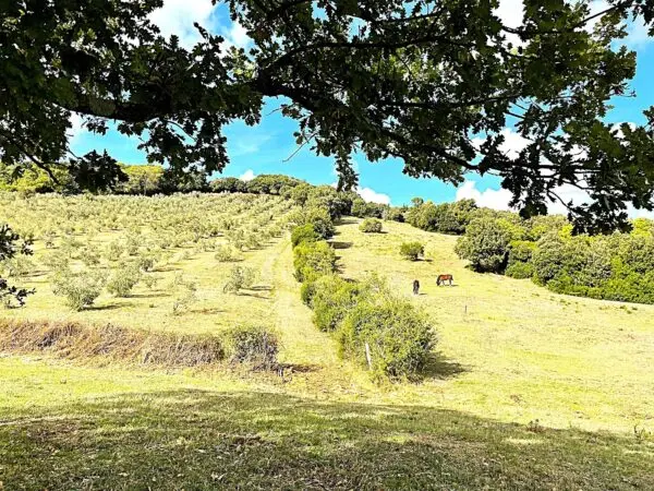Uliveto via Località Di Popogna La Concezione 35, Rosignano Marittimo