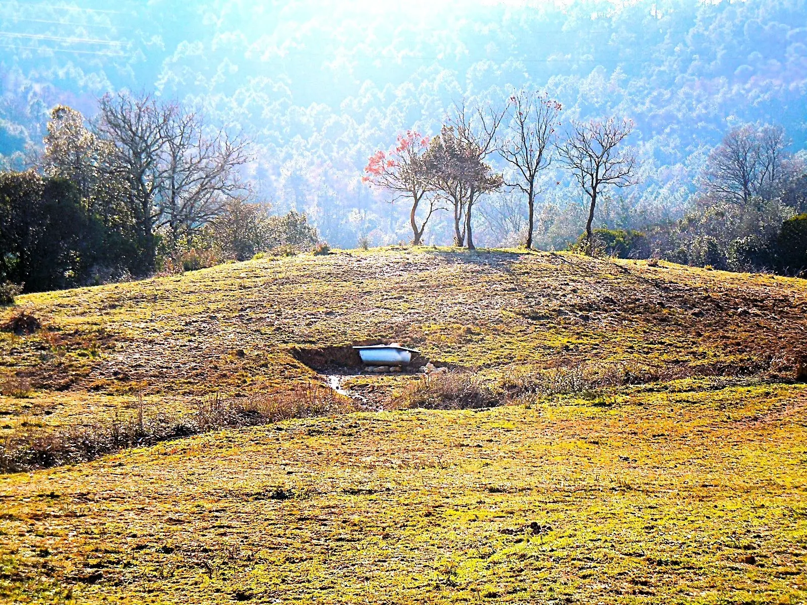 Immagine per Uliveto in vendita a Rosignano Marittimo via Località Di Popogna La Concezione 35