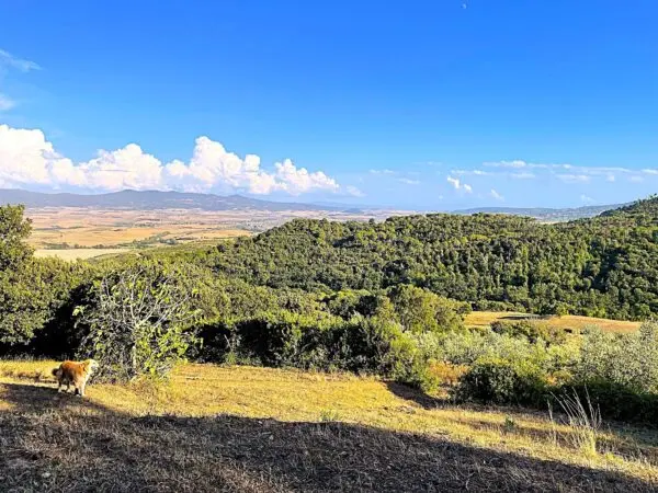 Uliveto via Località Di Popogna La Concezione 35, Rosignano Marittimo