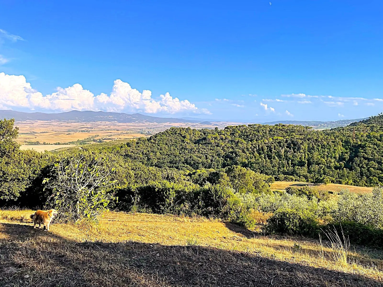 Immagine per Uliveto in vendita a Rosignano Marittimo via Località Di Popogna La Concezione 35