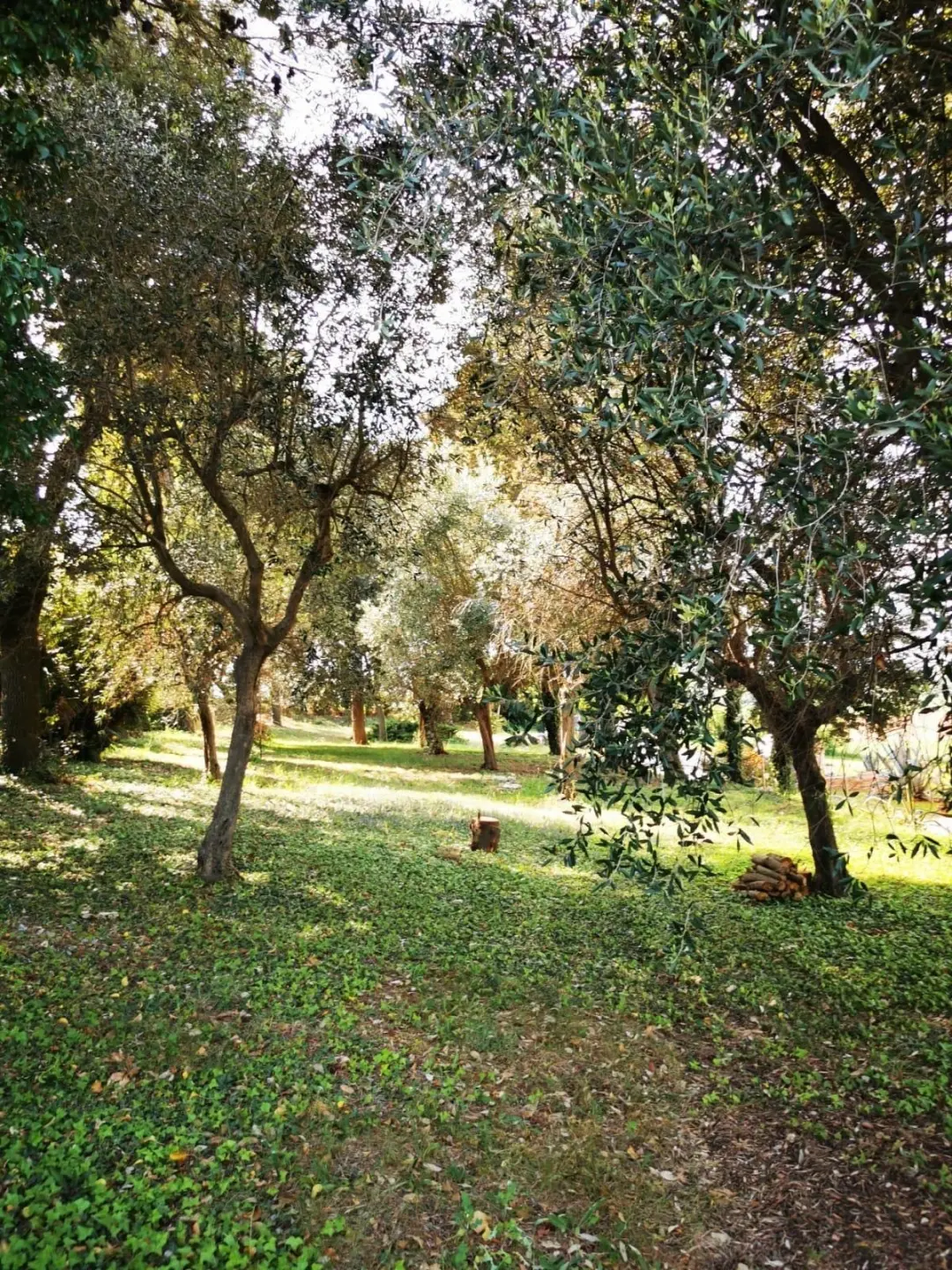 Immagine per Rustico in affitto a Montemarciano via Casino Pulini 17